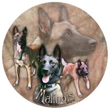 MALINOIS Belga. Pastore