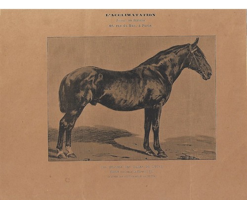 Stampa antica cavallo tigris - stampa,