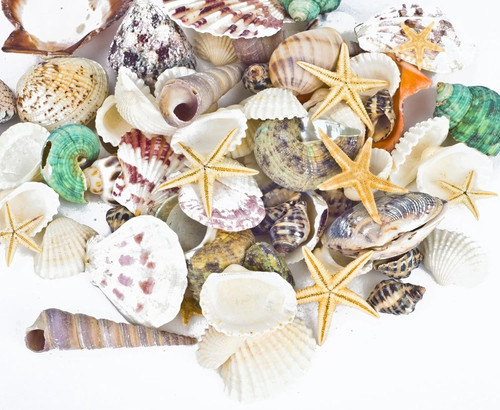 Conchiglie mare miste - conchiglie,