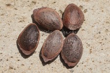 PINO BIANCO DEL GIAPPONE - PINUS PARVIFLORA, 5 SEMI SELEZIONATI