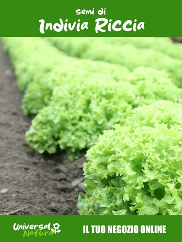 Semi invidia riccia - semi, –