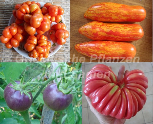 Pomodori antiche varietà - 🔥,