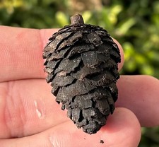 Pigna fossile Germania