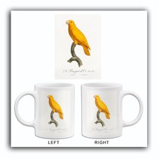 Pacific Parrotlet, Forpus