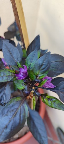 Naga morich black semi - black,