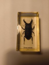Collezionismo Insetti Cervo