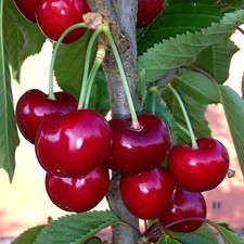 Pianta di Ciliegio: varietà