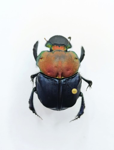 Entomology taxidermy - entomology,