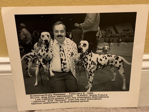 Dalmatian puppy dog show - puppy,