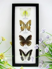 4 farfalle vere imbottite