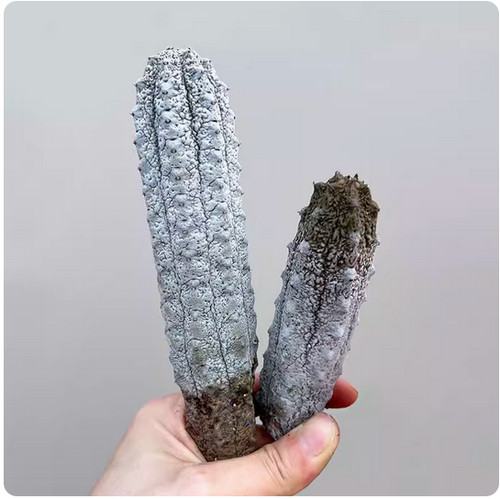 Pezzi euphorbia abdelkuri - 2,