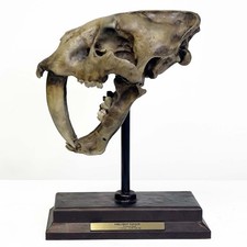 Smilodon Fatalis Saber Tooth