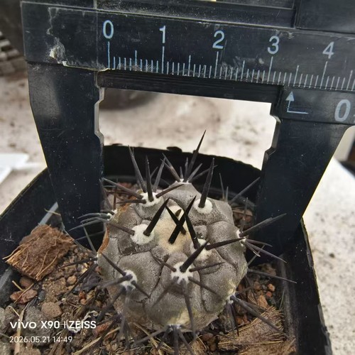 Vendita rara pianta copiapoa - pianta,