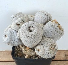 Sensazionale rarità