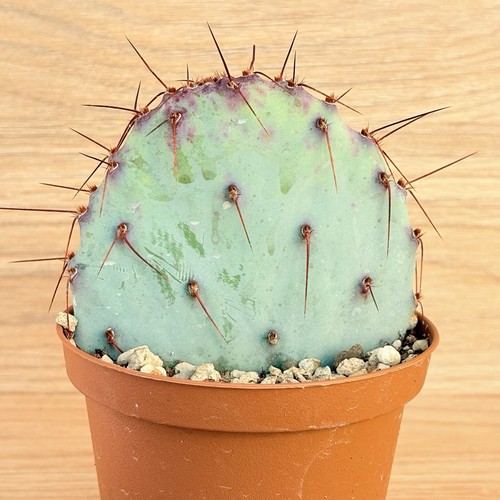 Opuntia violacea pot 10 - violacea,