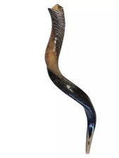 Shofar Yemenite Kudu Horn 27”-31” (70-80 cm) mezzo lucido Kosher spedizione gratuita USA