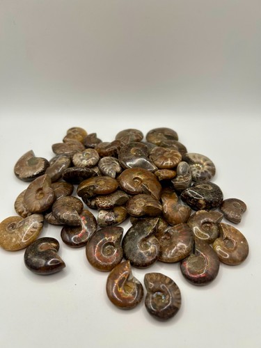 Fossili ammonite - fossili,