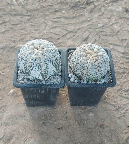 Pack astrophytum asterias v - asterias,