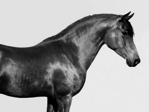 Quadro cavallo arabo orfeo - arabo,