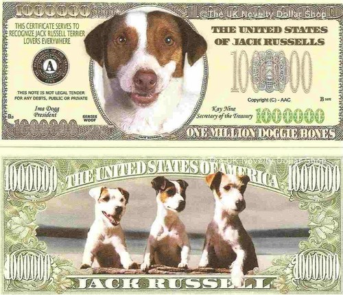 Jack russel terrier dog - russel, puppy