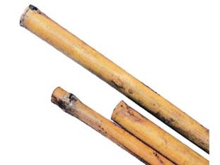Canna bamboo 22 24 - bamboo-, h.210