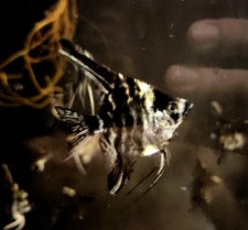 Scalari Marble Pesci