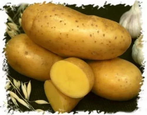 Semi patate empress 02 - empress, 0,02