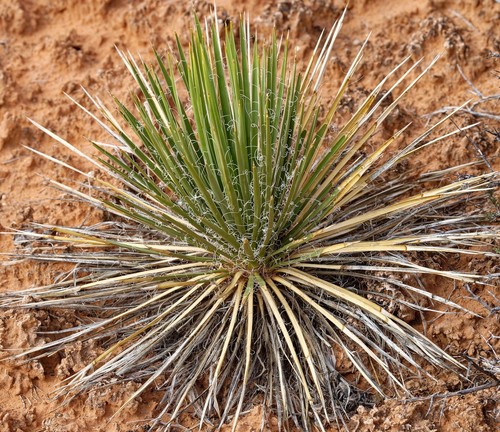 Yucca harrimaniae 15cm - yucca, 10-15cm