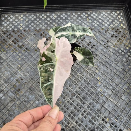 Alocasia polly snowflake pink