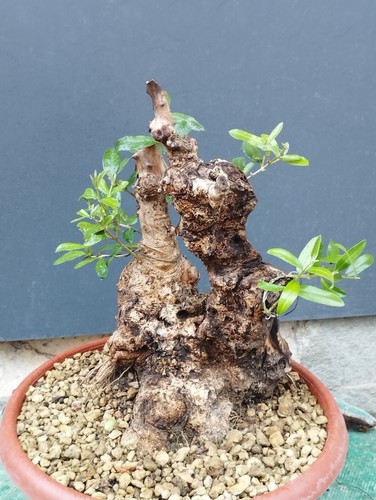 Bonsai olivastro 36x22cm - olivastro, in