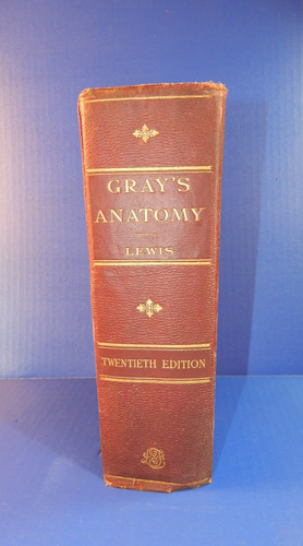Antique gray anatomy - antique, the