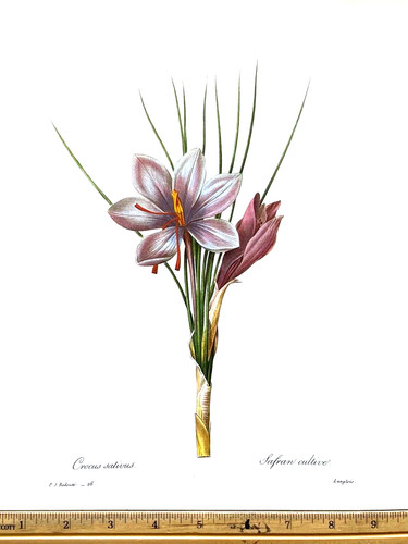 Redoute flowers crocus - redoute,