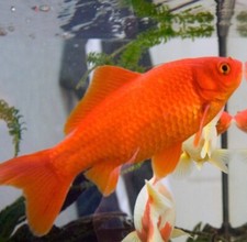 Pesce rosso carassio - pesce, rosso/carassio
