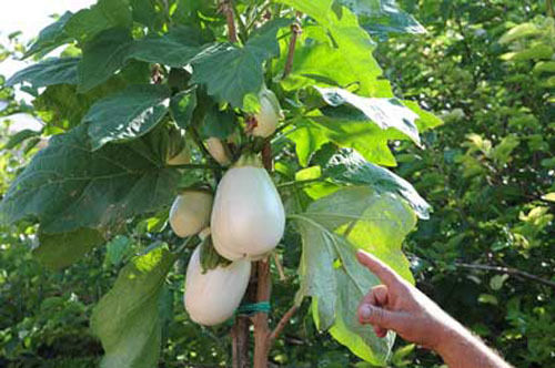 Semi solanum torvum albero - 50, (albero