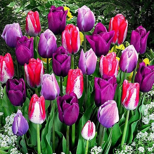 Tulipani bulbi fiori - tulipani, di