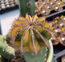 Uebelmannia pectinifera WYSIWYG GraftedGarden Variegated