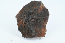 Crinoide fossile syphocrinite