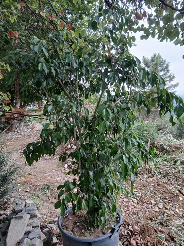Pianta ficus benjamin alta - pianta,