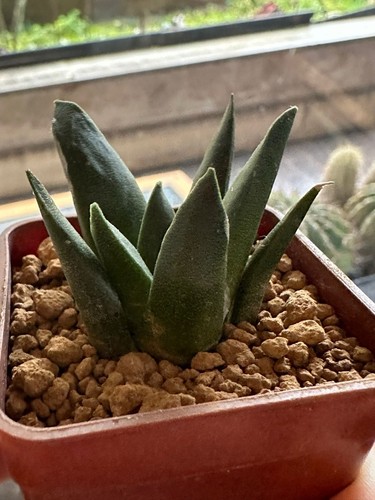 Ariocarpus hybrid own - own, 4