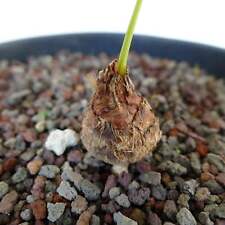 Cycas chevalieri FIUME RAO QUAN - Cycas chevalieri FIUME RAO QUAN