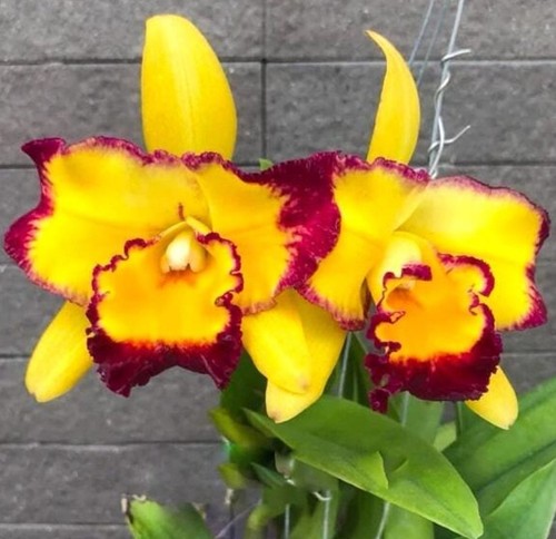 Thailandia profumo orchidea - thailandia,