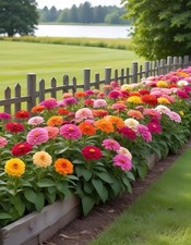 200 Semi Di Zinnia Mix Di