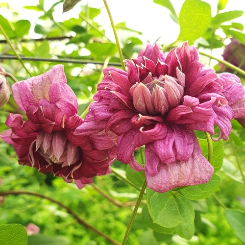 Clematide purpurea plena - purpurea,