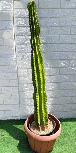 Cactus cereus 122 cm - cactus,