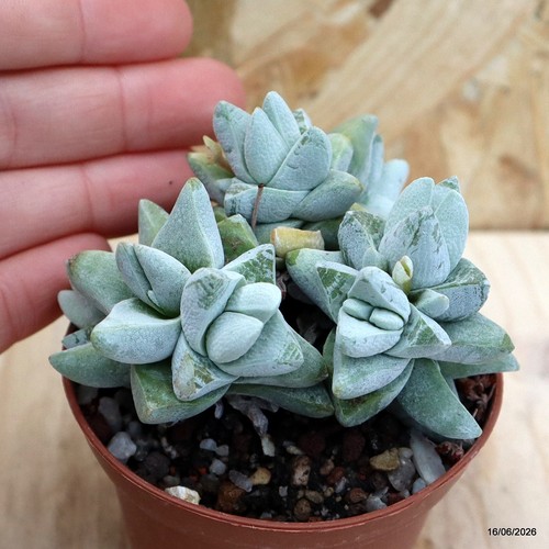 Crassula cornuta pilans vaso - crassula,