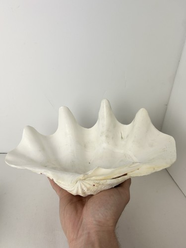 Large 4kg genuine giant - 1.4kg,