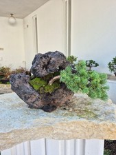 Pinus pentaphylla su pietra