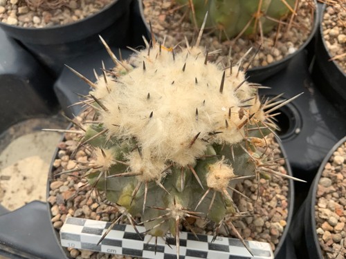 042 copiapoa fiedleriana - 042,