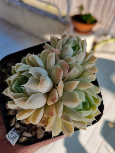 Echeveria elegans alba - elegans,
