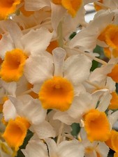 Dendrobium Species 'Morning